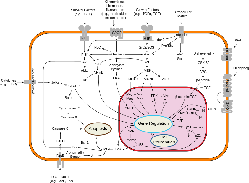 File:Signal transduction pathways.svg